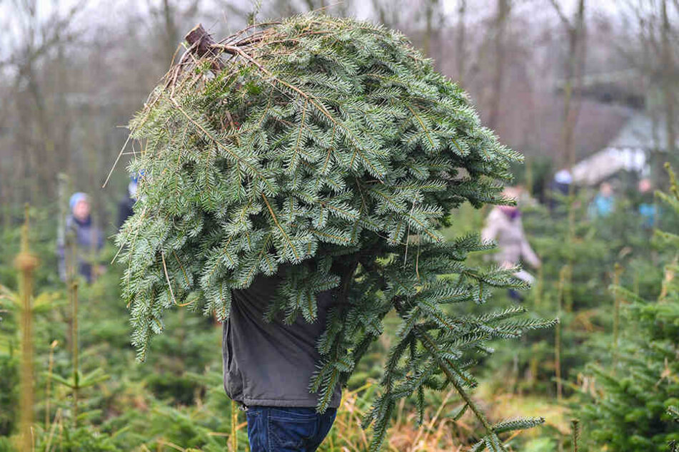 Schon kurz nach dem Fest bieten sächsische Kommunen die kostenlose Entsorgung von Weihnachbäumen an.