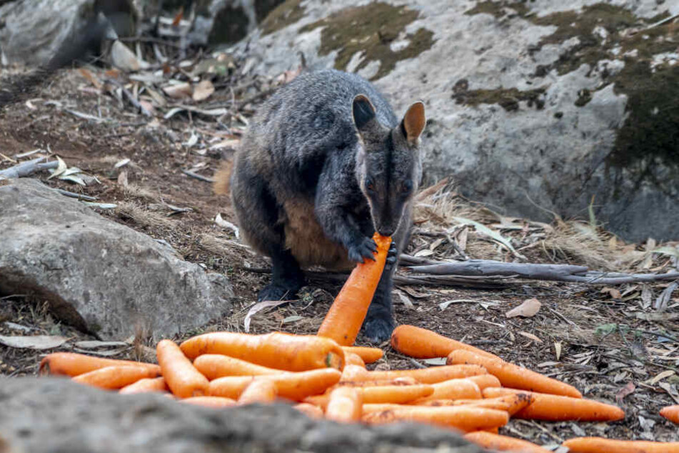 Ein Wallaby vor einigen Karotten, die die Helfer abgeworfen haben.