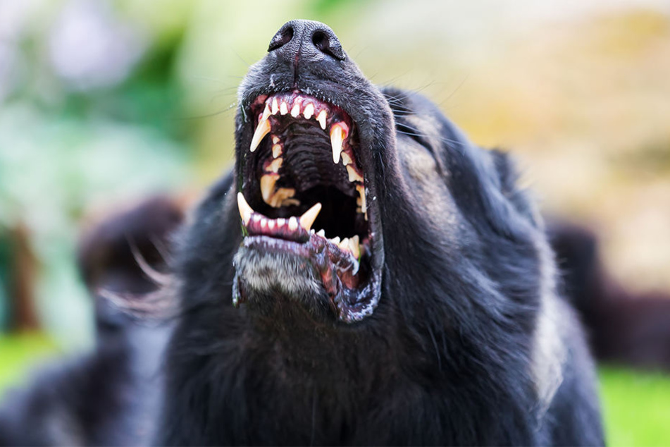 Erst fiel der Hund einen anderen an. Dann ging er auf den Besitzer los. (Symbolbild)