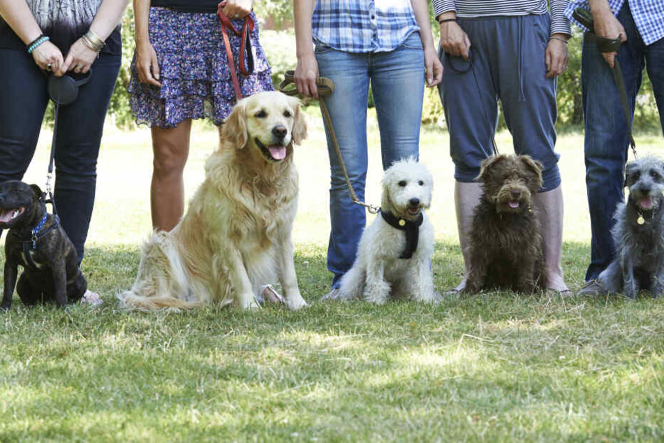 Viele Hundebesitzer lassen sich ungewöhnliche Namen für ihre Vierbeiner einfallen. (Symbolbild)