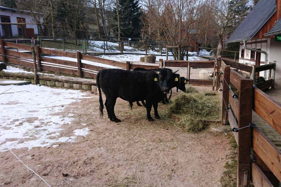 Zwerg-Bulle Harald (vorn) und Kuh Karin wohnen seit zwei Wochen im Auer Zoo der Minis. Sie sorgen nun für Nachwuchs.
