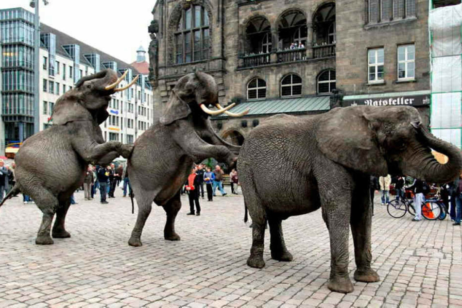 Das Wildtierverbot in Zirkussen hat keinen Bestand. Exotische Tiere können weiter in der Stadt auftreten, nachdem die Landesdirektion den Beschluss kassierte.