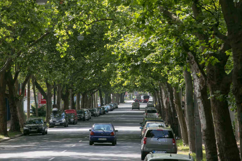 In Dresden sollen wieder mehr Straßenbäume gepflanzt werden, damit in vielen Jahren solch prächtige Alleen wie an der Bremer Straße häufiger werden.