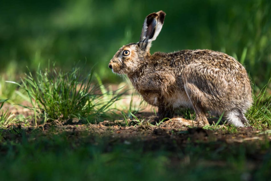 Der Hasen-Pest-Erreger (Tularämie) wurde nun bei einem Wildschwein festgestellt. Bei Feldhasen führt er häufig zu deren Tod.