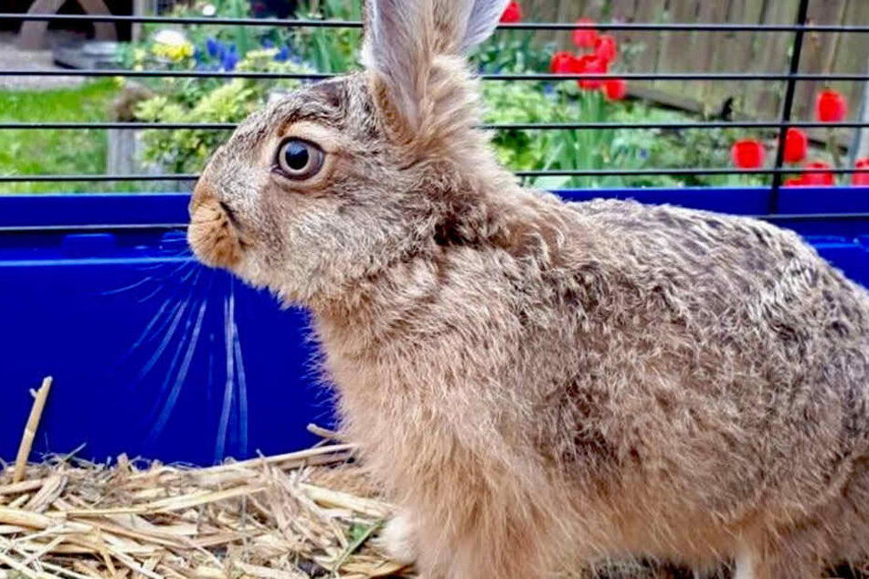 Irgendjemand hat in der Nacht zu Ostersonntag den örtlichen Osterhasen ermordet.