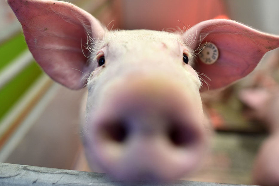 Es geht um Tierschutzverstöße in einer Schweinezuchtanlage bei Aschara.