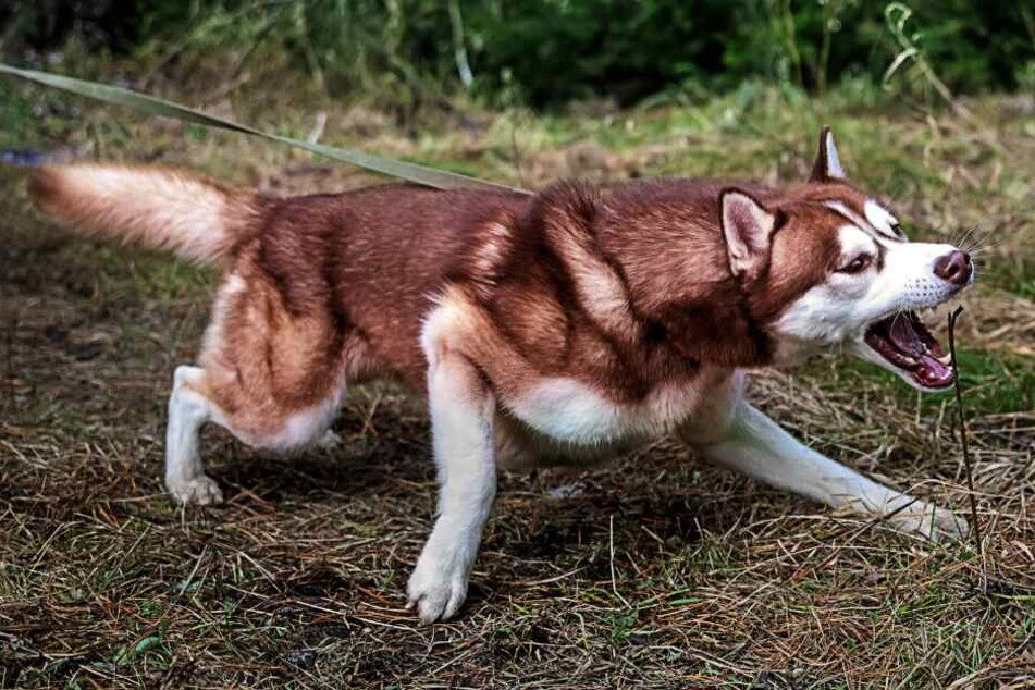 Zahlreiche Schafe töteten die beiden Huskies. (Symbolbild)