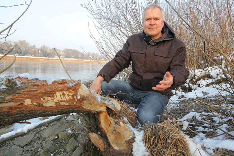 Dresden hat einen Biber-Manager. Harald Wolf (51) vom städtischen Umweltamt zeigt an der Johannstädter Fähre frische Nagespuren des Bibers.