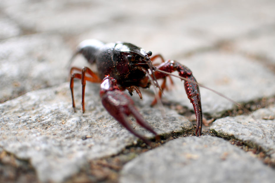 Ein roter amerikanischer Sumpfkrebs krabbelt in Berlin durch den Tiergarten.