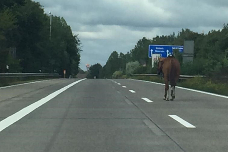 Das Pferd spazierte mutterseelenallein auf der Autobahn entlang.