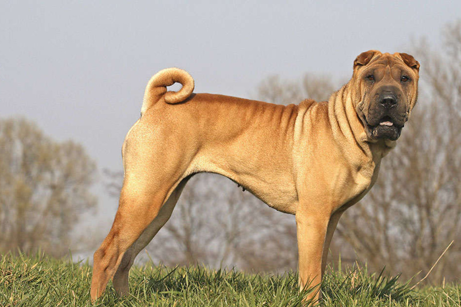 Die chinesische Rasse Shar-Pei ist Fremden gegenüber besonders skeptisch.