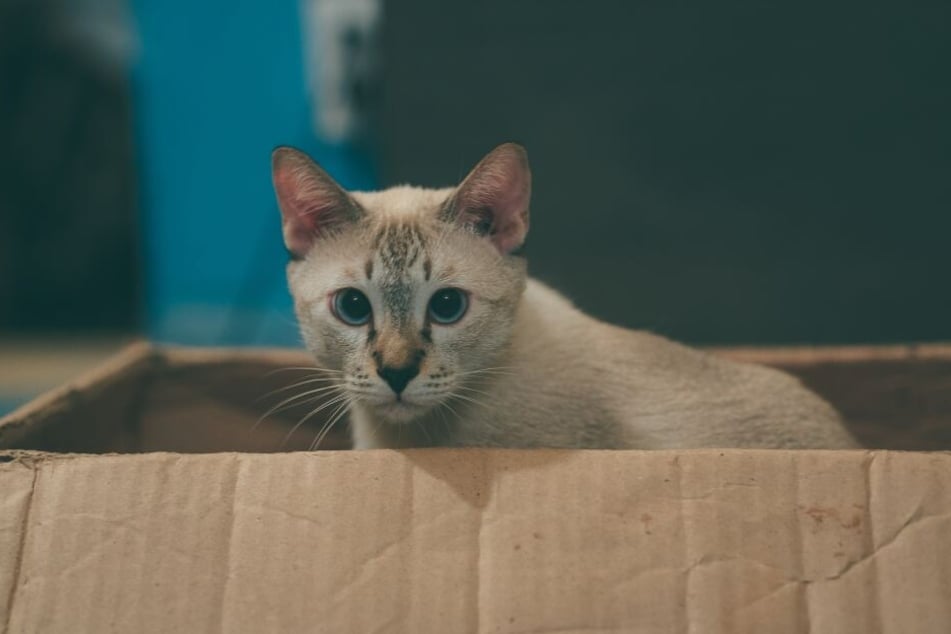 Für Katzen sind Kartons ein günstiges und weitgehend ungefährliches Spielzeug.