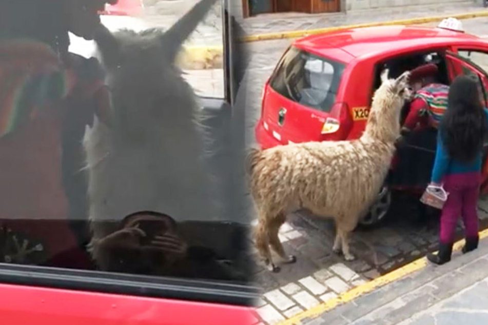 In Peru offenbar ganz normal: Ein Alpaka im Taxi.