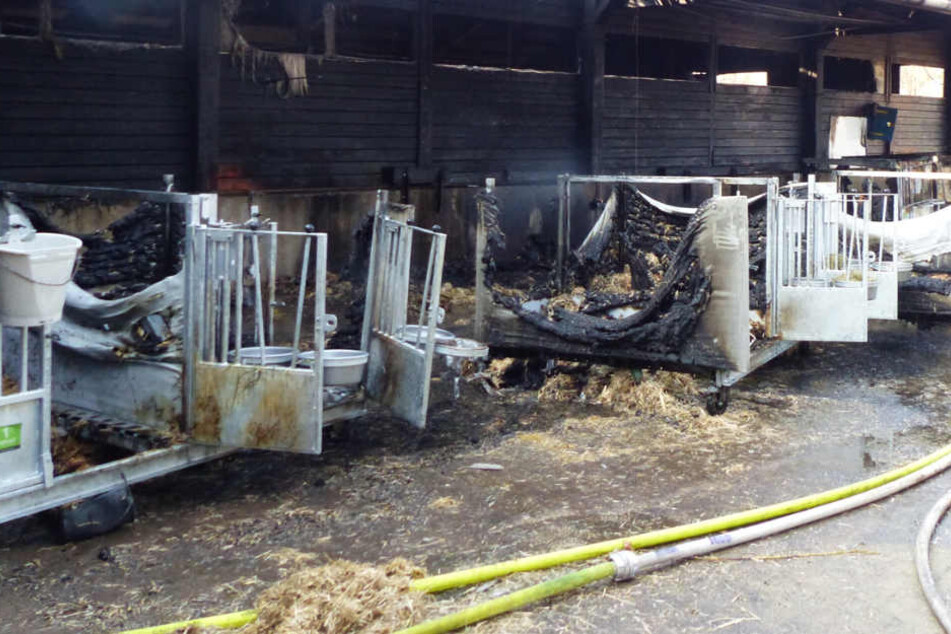 Die Stallboxen und der angrenzende Stall wurden Opfer der Flammen.
