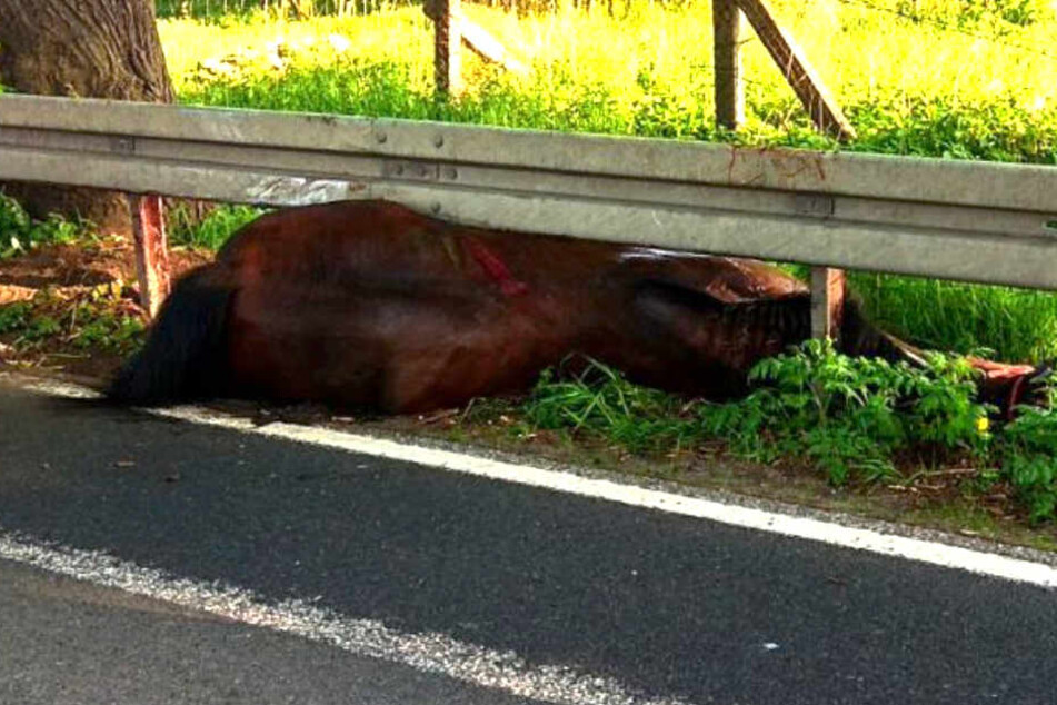 Das Pferd konnte sich nicht mehr selbst befreien.