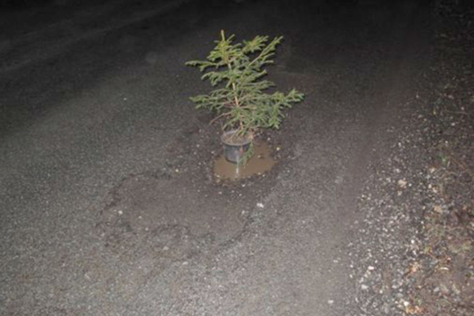 Gleich vier solcher Bäume steckten in Schlaglöchern auf der Gartenstraße in Sebnitz.