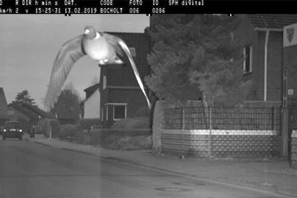 Das ging zu fix! 15 Stundenkilometer zu schnell war dieser Vogel unterwegs.