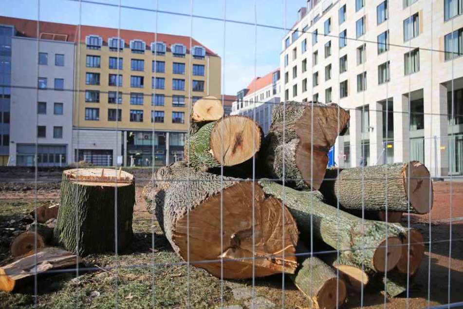 Erste Bäume wurden gefällt. Ende 2017 sollen die Bauarbeiten starten.