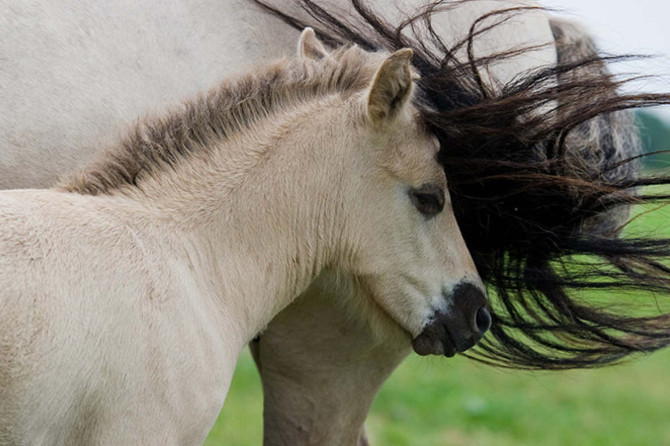 Meldungen über mutmaßliche Pferdehasser häufen sich in den vergangenen Monaten in Brandenburg. (Symbolbild)