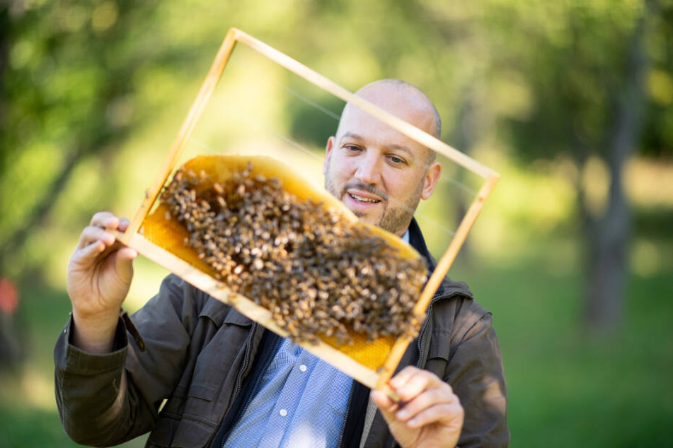 Tobias Miltenberger schaut sich ein Rahmen mit Honigbienen an.