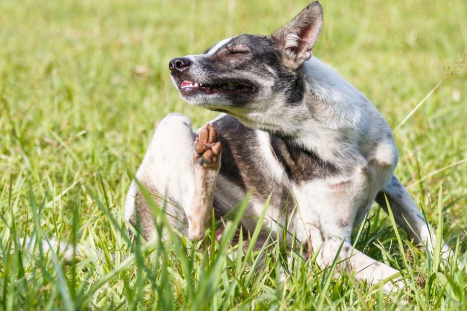Der Hund zeigte nach dem Leckerbissen Vergiftungserscheinungen. (Symbolbild)