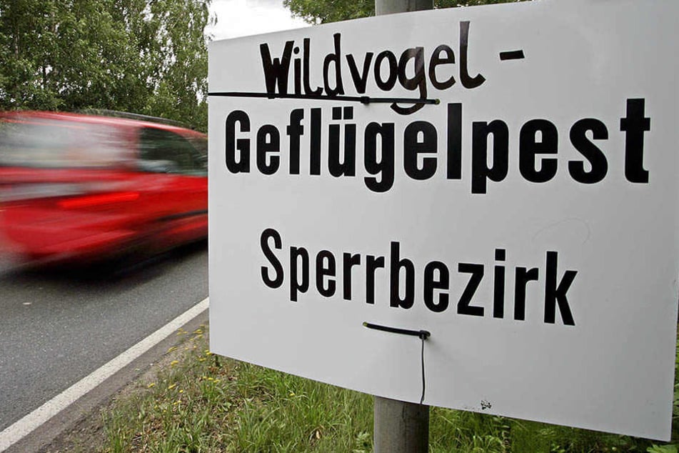 Seit diesem Freitag treten die Sperrverordnungen wegen Geflügelpest auch in einem dritten Bereich in Leipzig in Kraft. (Symbolbild)