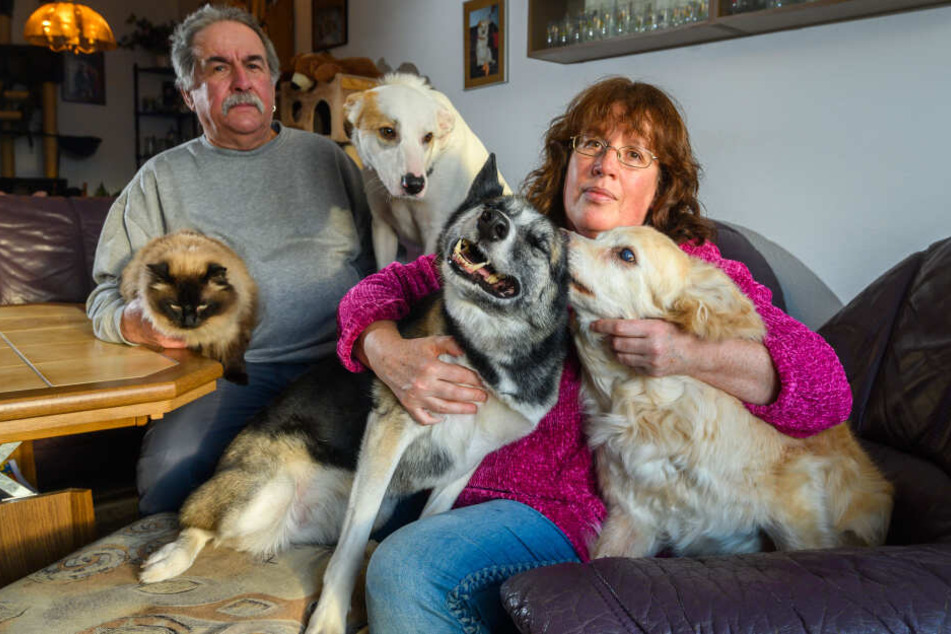 Raum Und Helfer Gesucht Chemnitz Bekommt Tafel Fur Tiere Tag24