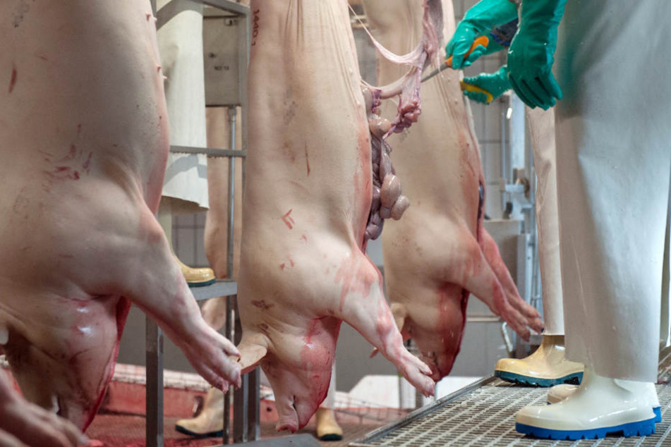Im Schlachthof von Laatzen wurden die Schweine vor ihrem Tat mit Elektroschockern gequält.