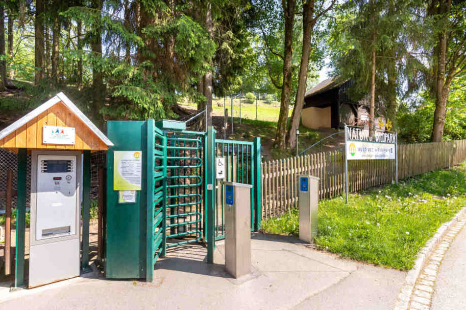 Im Natur- und Wildpark Waschleithe gibt es niedlichen Rentiernachwuchs.