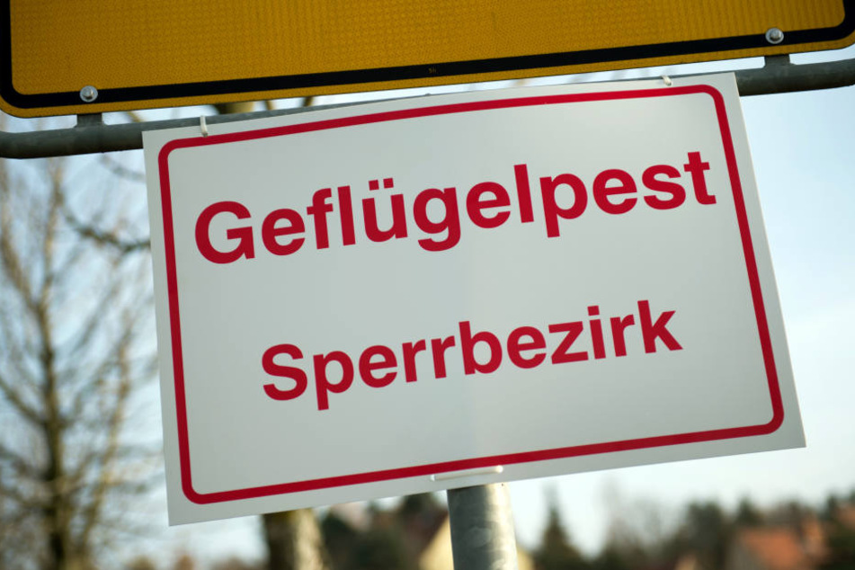 Drei Störche im Tierpark Gotha sind möglicherweise an der Vogelgrippe verendet.