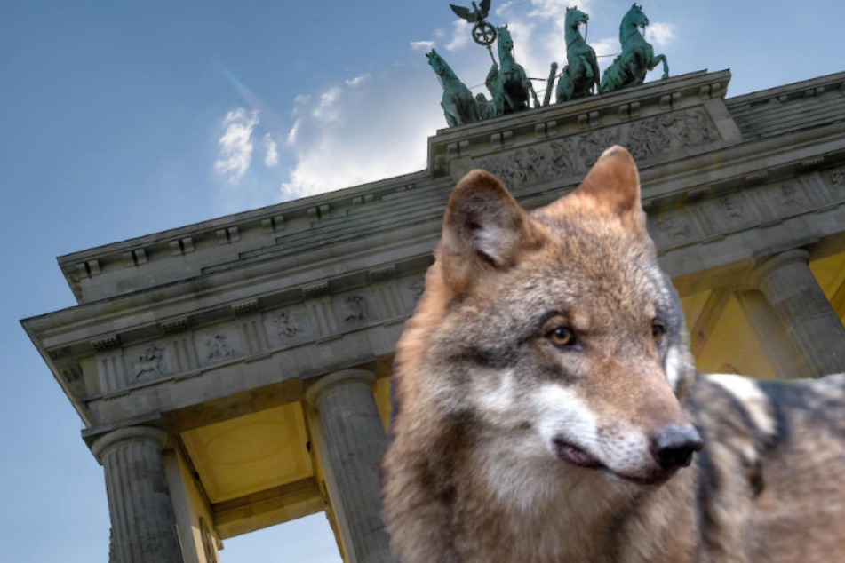 Gehören Wölfe schon bald zum Berliner Stadtbild? (Bildmontage)