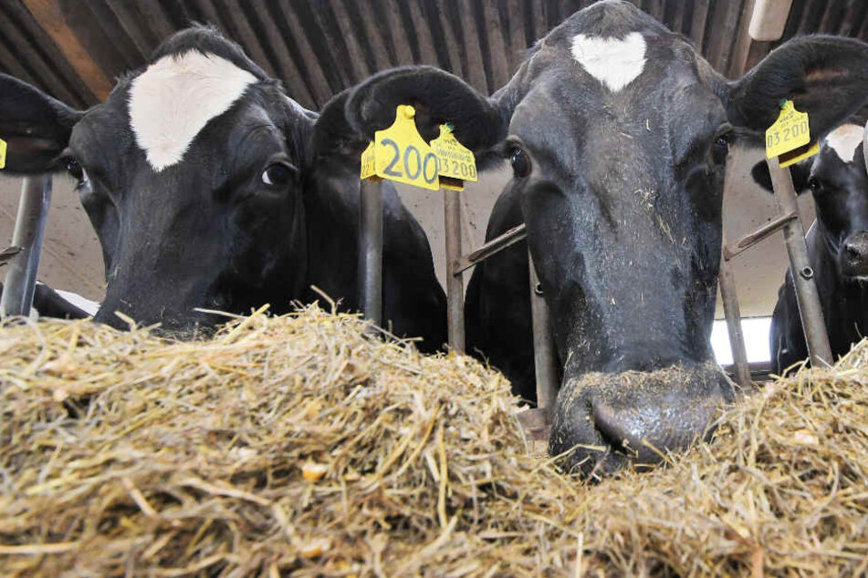 Immer mehr Bauern nutzen Futtermittel aus heimischer Erzeugung für ihre Tiere.