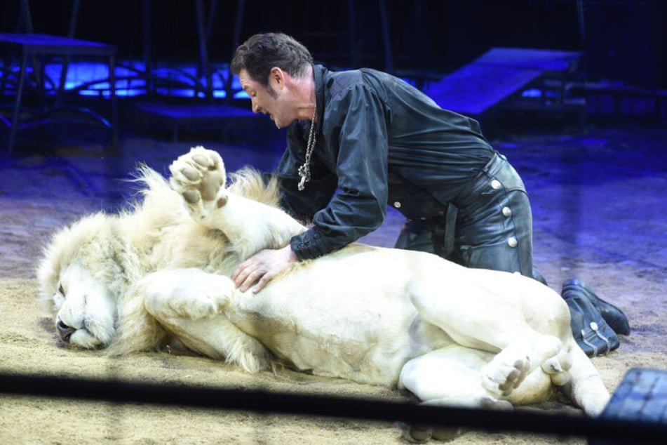 Wie eine Hauskatze - nur etwas größer. Geht es den Raubtieren bei Circus Krone gut? Direktor Lacey garantiert: "Wir tun alles für sie."