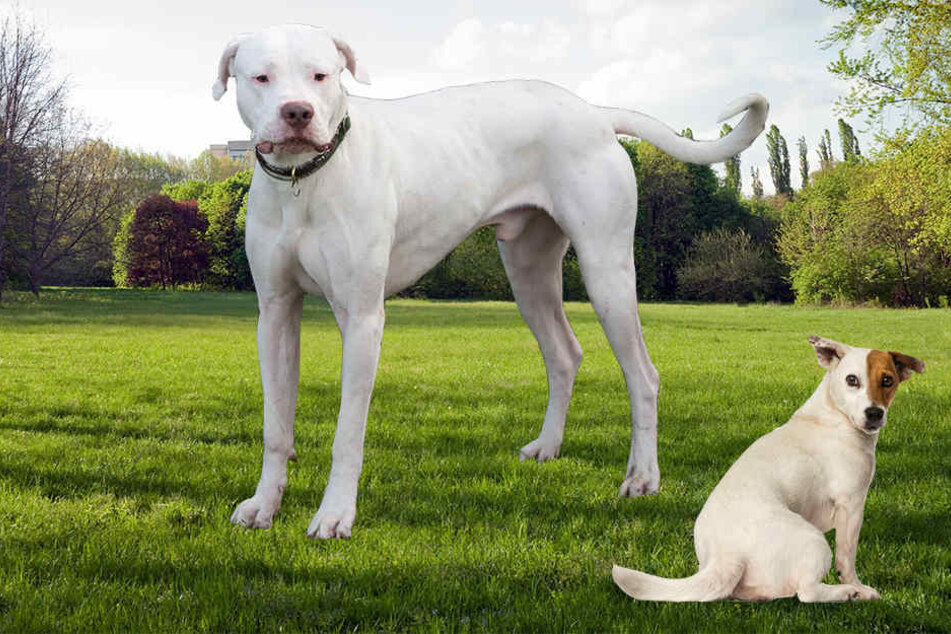 Ein Dogo Argentino (links) fiel plötzlich über einen Jack Russel her.