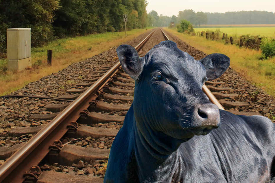 Ein Jäger erschoss letztendlich die Kuh. (Symbolbild)