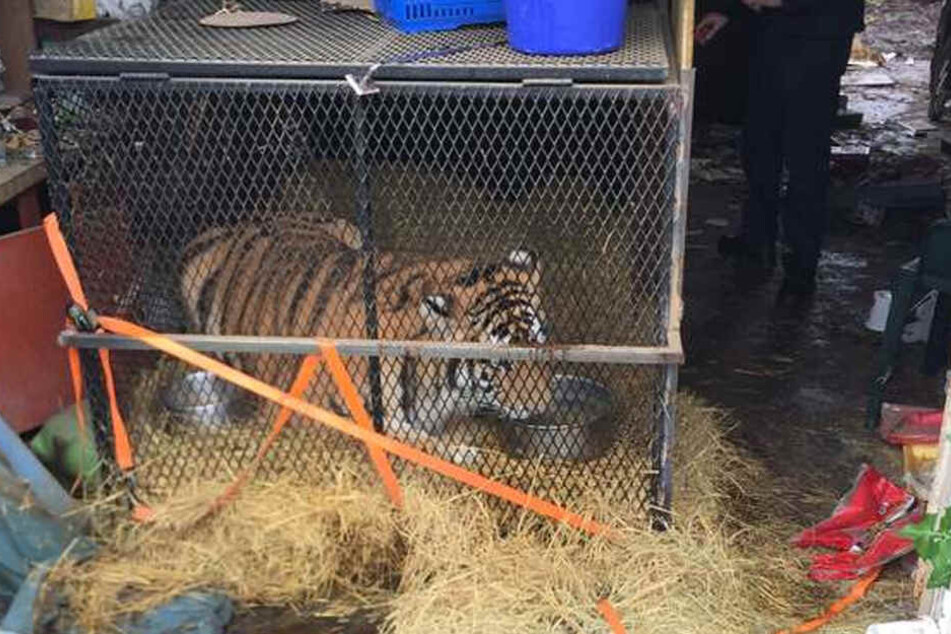 Der Tiger war in einem viel zu kleinen Käfig eingesperrt.