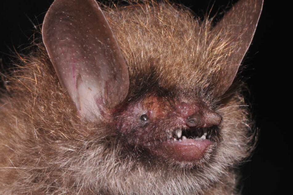 Eine Fledermaus soll für lange Staus am Tunnel verantwortlich sein.