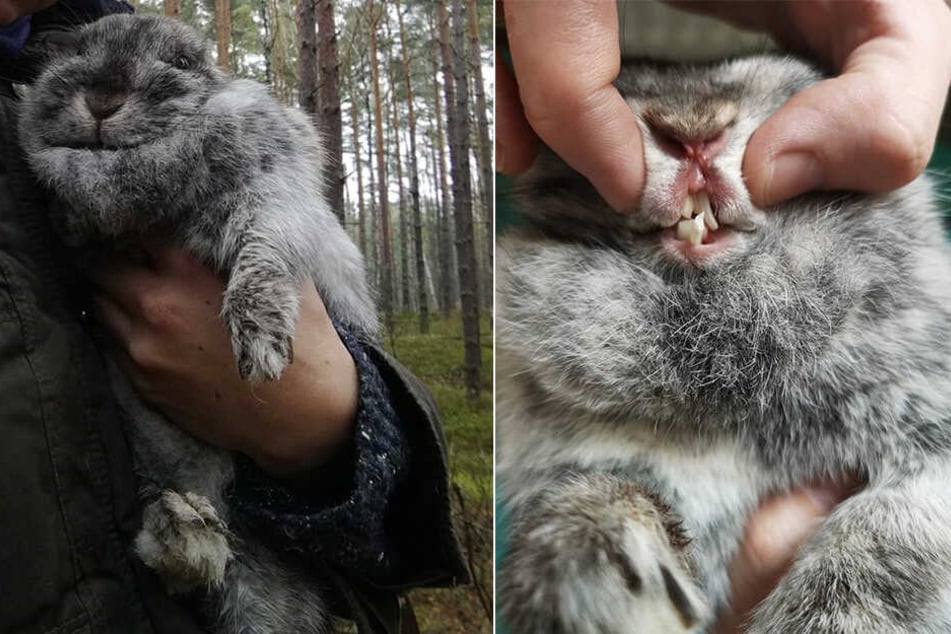 In einem Waldstück in der Oberlausitz wurde Motti gefunden und gerettet. Das Zwergkaninchen hatte total verdrehte Schneidezähne. Deshalb wurde es vermutlich auch ausgesetzt.