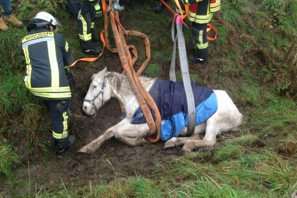Das Pferd war in einen Graben abgerutscht und konnte sich alleine nicht mehr befreien.