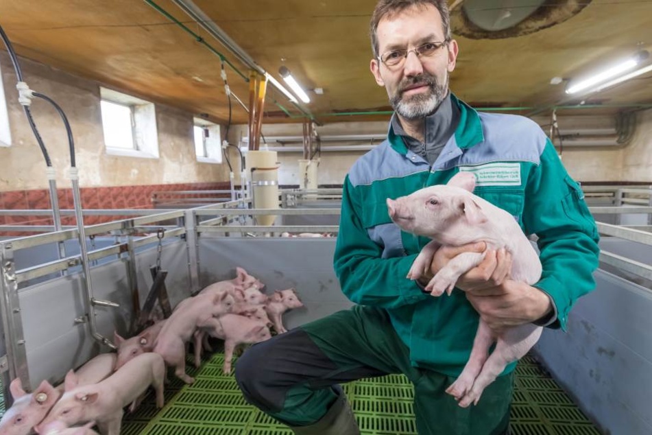 Landwirt Frank Schröder (53) aus Großwaltersdorf sorgt sich um seine Schweine.