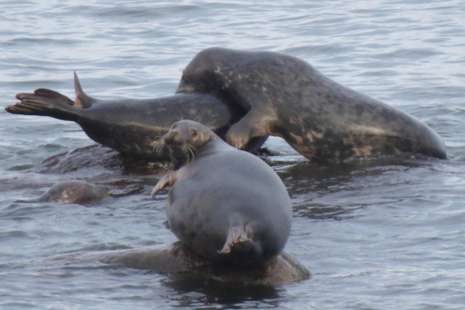 Bereits mehrfach wurden trächtige Kegelrobben in der Ostsee vor Greifswald beobachtet.