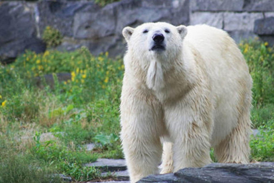 Vielleicht wird Eisbären-Dame Tonja demnächst wieder Mutter.