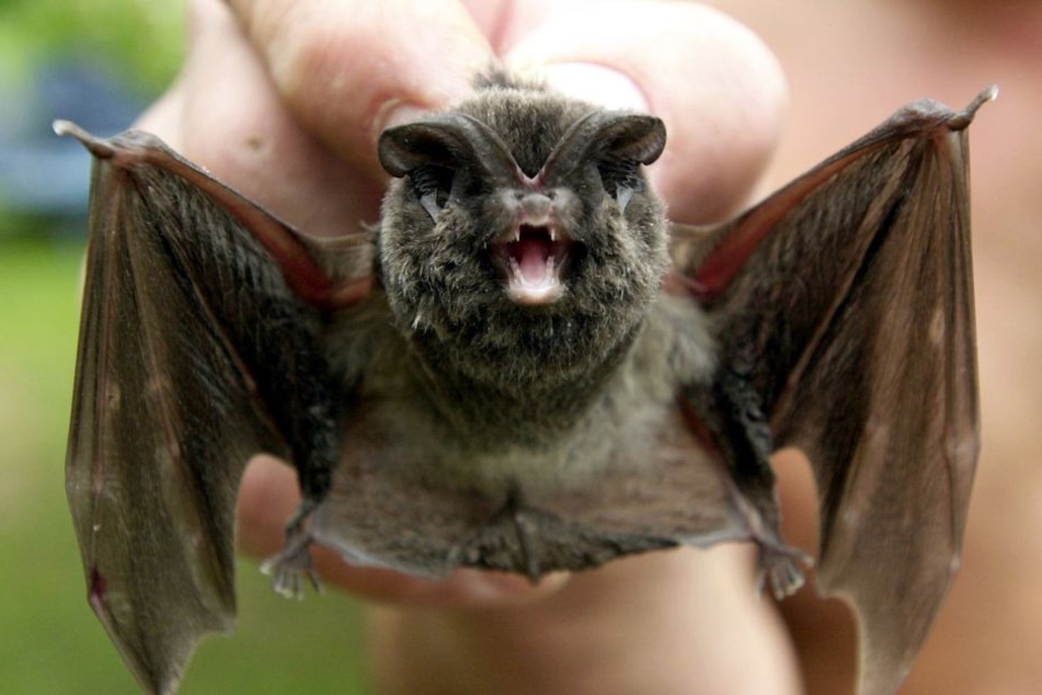 Auch die sogenannte Mopsfledermaus darf sich über zusätzliche Schlafplätze freuen.