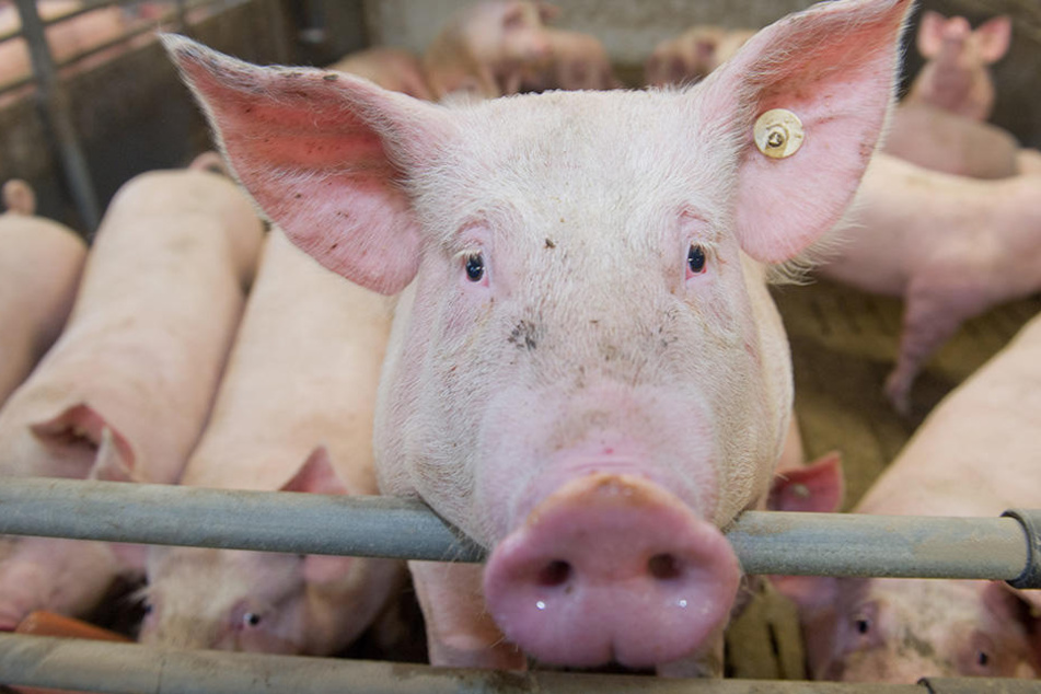In Polen sind bereits Hausschweine an der Afrikanischen Schweinepest erkrankt. (Symbolbild)