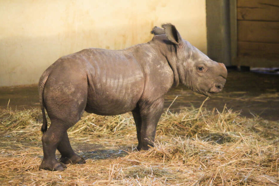 Kleines Nashorn-Baby aus dem Erfurter Zoo hat jetzt einen ...