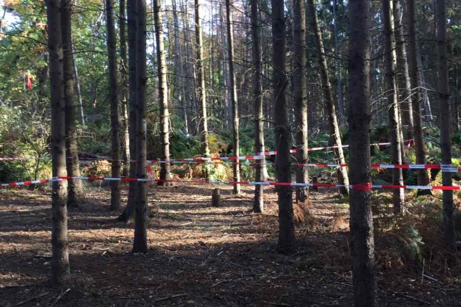 RWE bereitet sich auf die Rodung im Hambacher Forst vor