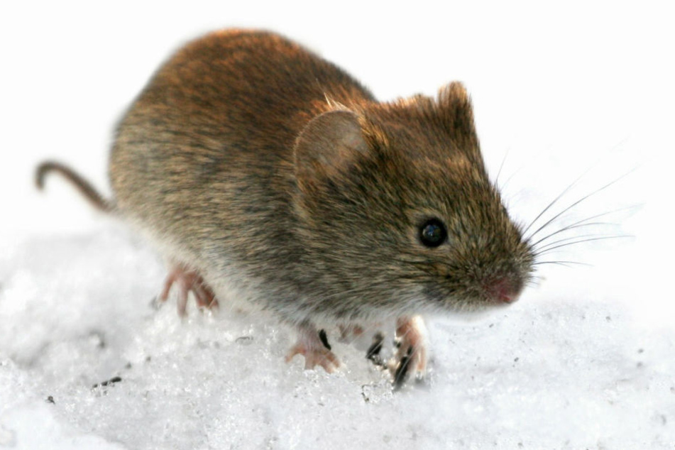Rötelmäuse und andere Nagetiere übertragen das Hantavirus.