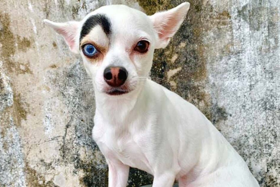 He's got the Look: Lucky ist der David Bowie (†69) unter den Hunden.