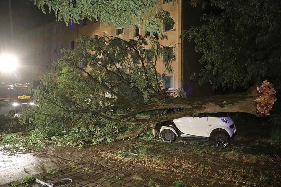 In Dresden-Klotzsche fiel ein Baum auf einen Smart ForTwo.