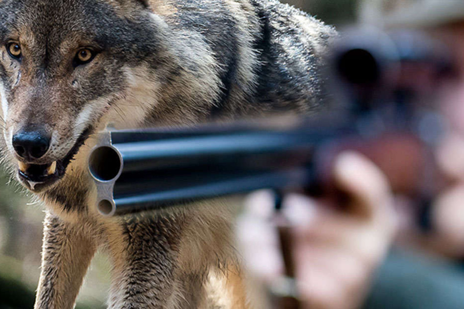 Am Mittwoch wollen Experten beim sogenannten 4. Wolfsplenum auf Einladung des Umweltministerium in Potsdam über Wölfe diskutieren.